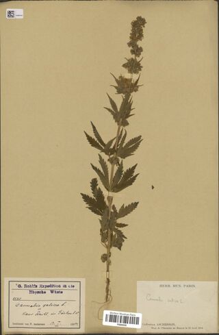 Digitised herbarium sheet with one tall Cannabis stem, leafy and flowering along its length, with roots, a stamped expedition label filled in by hand at the lower left and a printed Paris museum label at the lower right.