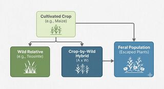 Flow diagram with a cultivated crop box and a wild relative box; the crop leads directly to a feral population box, and both crop and wild relative feed a crop-by-wild hybrid box that also leads to the feral population.