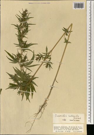 Digitised herbarium sheet with two leafy, flowering Cannabis stems, one pulled up with its roots, and a typed label and a determination slip at the lower right.
