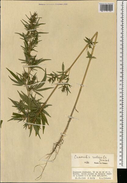File:Gubanov 3857 specimen MW0175108.jpg