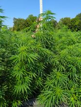 Cannabis plant with long branches and narrow leaflets beside a pole
