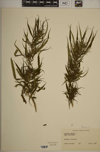 Digitised herbarium sheet with two leafy, flowering Cannabis sativa shoots and a typed Herbarium of Indiana University label.