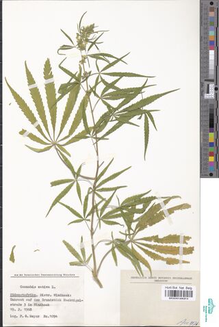 Digitised herbarium sheet with one branched Cannabis stem with large palmate leaves and a flowering top, a typed Munich label at the lower left and a printed Brussels herbarium label at the lower right.