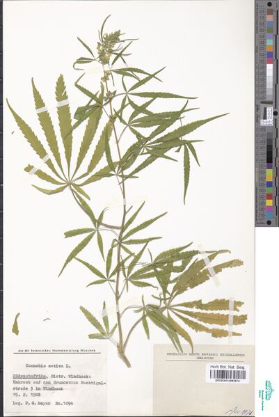 File:Meyer 1094 specimen BR0000014662614.jpg