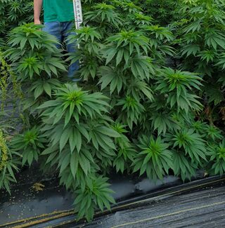 Bushy, broad-leafed cannabis plants in a row on plastic mulch, beside a measuring pole