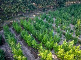 An aerial view of rows of tall, light-green cannabis plants on bare sandy ground, with two people working among them and a line of trees and fence posts behind.