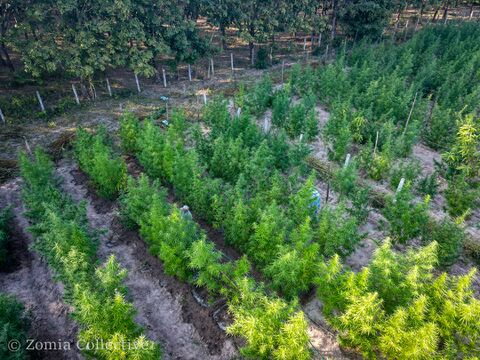 Northeastern Thailand}