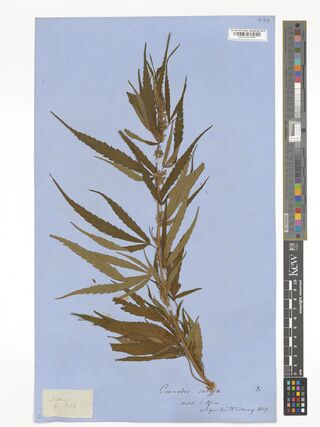 Digitised herbarium sheet on blue paper of a male Cannabis sativa branch in bud, inscribed Natal, S. Africa.
