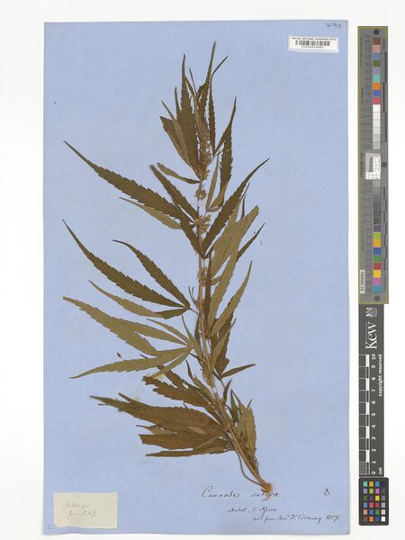 File:Callaway specimen K004003480.jpg
