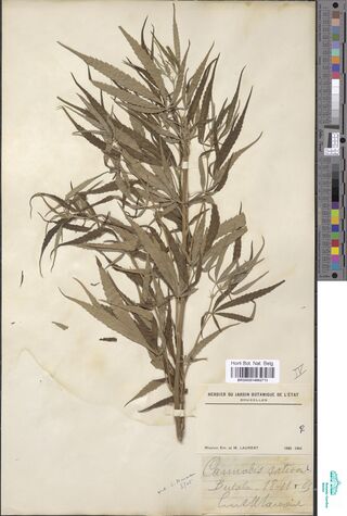 Digitised herbarium sheet with a densely leafy Cannabis sativa plant beside printed mission labels.