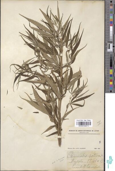 File:Laurent s.n. Butala specimen BR0000014662713.jpg