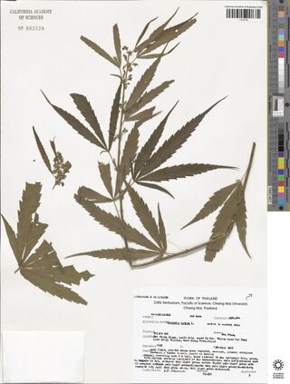 Digitised herbarium sheet with a flowering male Cannabis sativa branch of broad leaflets and a typed Chiang Mai University label.