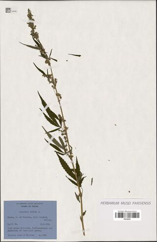 Digitised herbarium sheet with a mounted Cannabis sativa plant and printed collection labels.