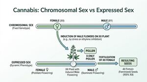 A diagram with two parallel tracks for one plant: an upper fixed track marked XX or XY and a lower sliding track that moves between male and female, with an XX plant shifted toward male flowering producing X-only pollen and all-female seed.