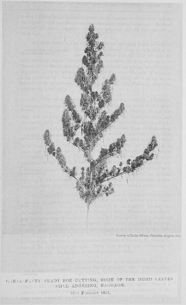 File:Ganja-plant-ready-for-cutting-Naogaon-1894.jpg
