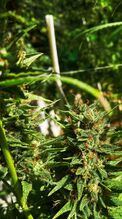 Cannabis branches with flower clusters and orange pistils
