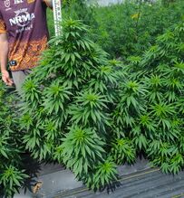Compact broad-leafed cannabis plants in rows on plastic mulch