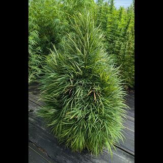 Dense, narrow-leafleted cannabis plant, bushy and columnar, standing in rows of similar plants