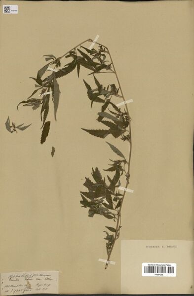File:Thomson s.n. specimen P06884265.jpg
