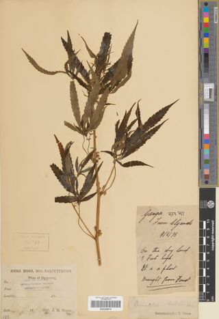 Digitised herbarium sheet with a leafy Cannabis stem, a handwritten field slip with a word in Devanagari script and a printed Flora of Darjeeling label.