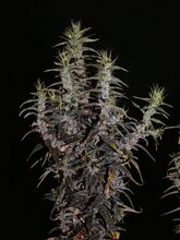 A cannabis plant with many thin upright flowering spears and narrow, dark leaves, against a black background
