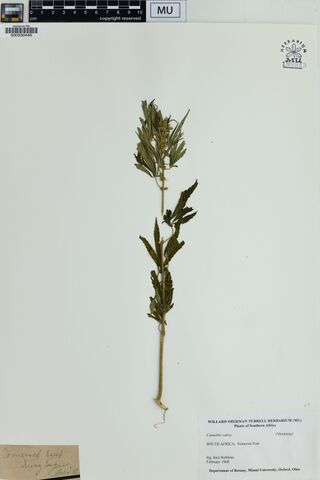 Digitised herbarium sheet holding a single bare Cannabis sativa stem fragment with a modern printed label.