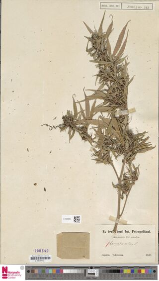 Digitised herbarium sheet with one branched Cannabis stem crowded with narrow, curled leaves on short side branches, an empty paper capsule at the lower left and a printed label at the lower right.