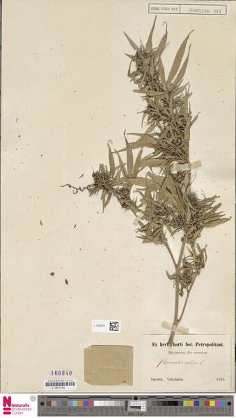 File:Maximowicz s.n. specimen L.1592626.jpg