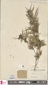 Thumbnail for version as of 13:16, 12 October 2026