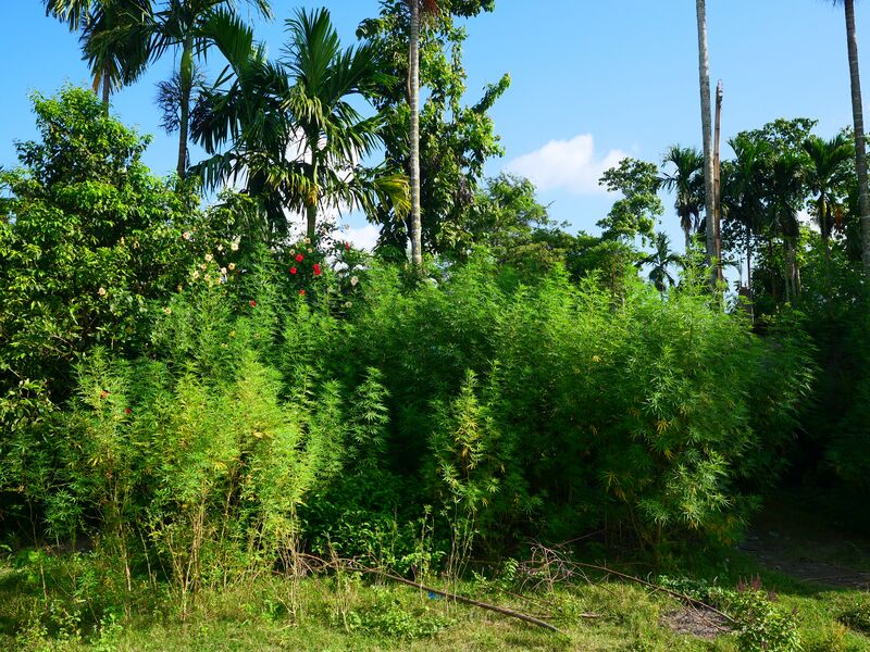 File:Jaldapara-cannabis-field.jpg