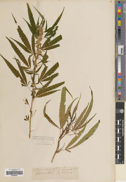 File:Samulcottah specimen E00248825.jpg