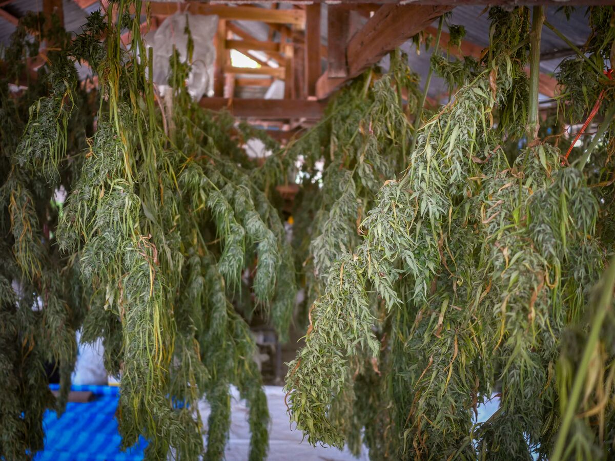 Landrace cannabis flowers drying in a 'sala' or barn at Khun Aek's farm in the Phu Phan hills of Northeastern Thailand