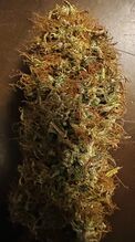 Long dried cannabis flower with orange hairs