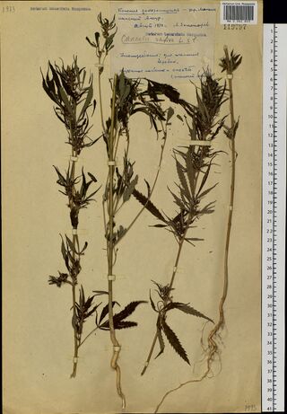 Digitised herbarium sheet with five long, leafy Cannabis stems, two with their roots, and a hand-written label at the top of the sheet.