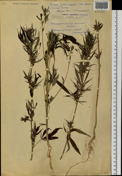 File:Zolotarev s.n. specimen MW0062803.jpg
