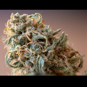 A cannabis plant grown from landrace seed outside its original region of origin, showing distinctive morphology under altered environmental conditions.