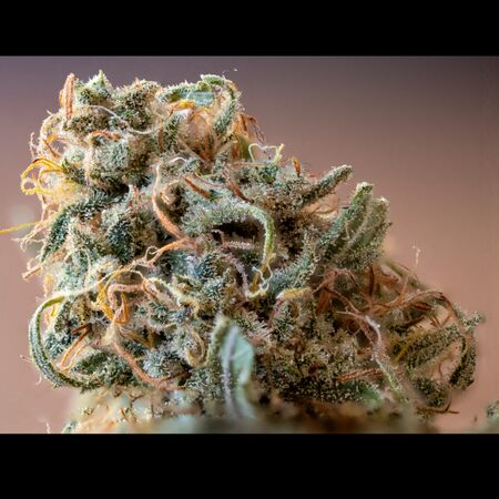 Arcadian General Population 2005 (RSC Repro)