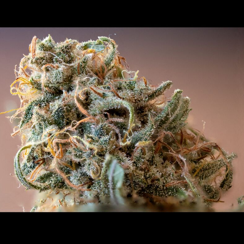 Arcadian General Population 2005 (RSC Repro)