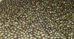 A mass of mottled grey-brown cannabis seeds