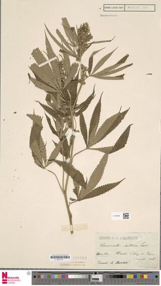 Digitised herbarium sheet with a leafy Cannabis branch ending in a dense flowering head, a stamped handwritten label at the lower right and a colour chart along the bottom.