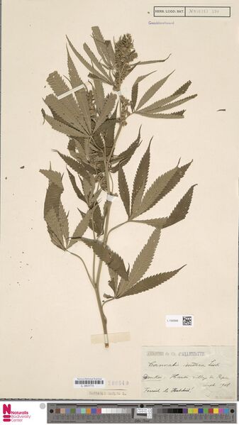 File:Alleizette s.n. specimen L.1592668.jpg