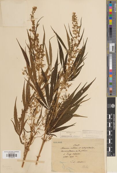 File:Maire s.n. Dongchuan specimen E01459318.jpg