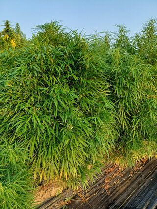 Dense, bushy, narrow-leafleted cannabis plants growing close together on black ground cover