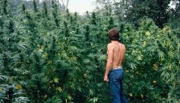 Sam the Skunkman pictured with Cannabis plants in the background
