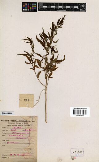 Digitised herbarium sheet with a slender, leafy Cannabis sativa branch in flower, a numbered tag, and a printed Central National Herbarium label filled in in purple ink.
