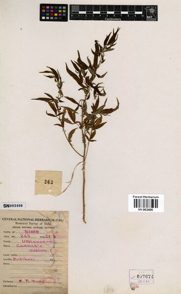 File:Banerjee 263 specimen SN063406.jpg