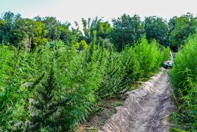 A flowering landrace cannabis population showing visible variation in plant height, leaf morphology and colour between individuals.