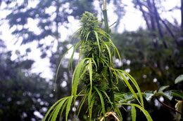 Flowering cannabis plant against a background of trees