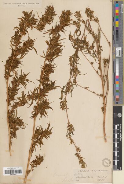 File:Thomson specimen E00248600.jpg