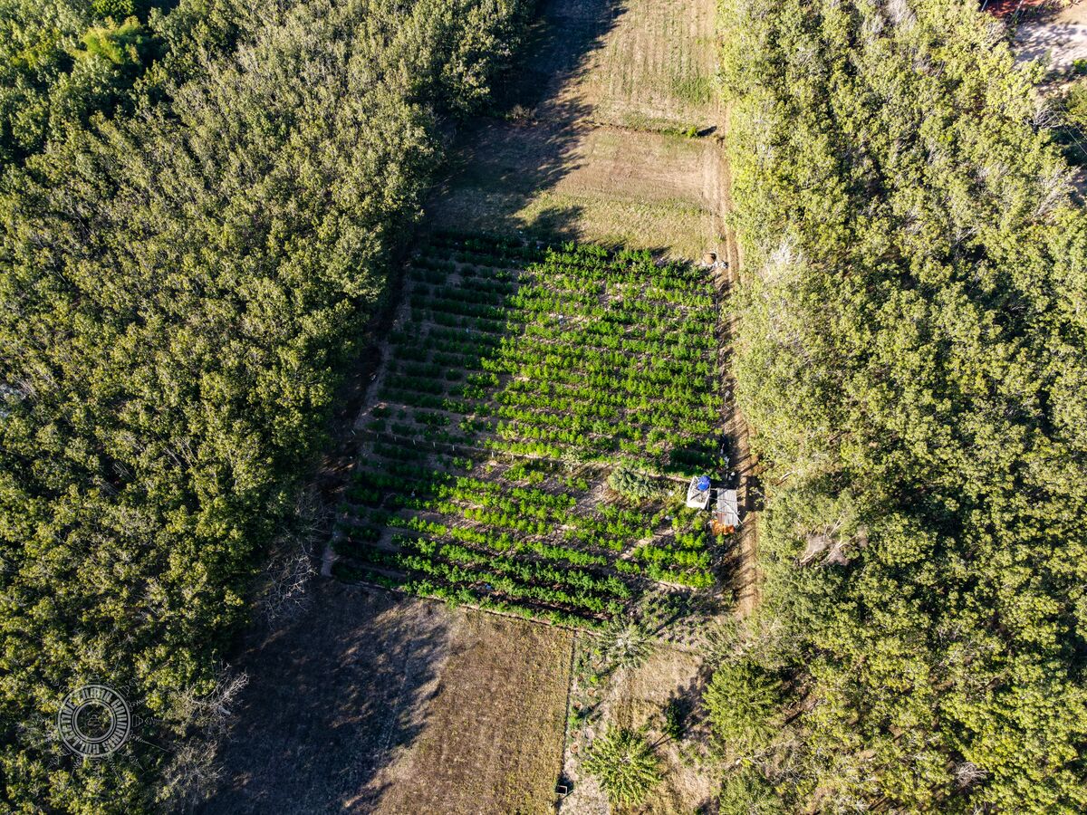 The Lin Pooh Family landrace cannabis farm in the Phu Phan hills of Sakhon Nakhon Province, Thailand as seen from above.